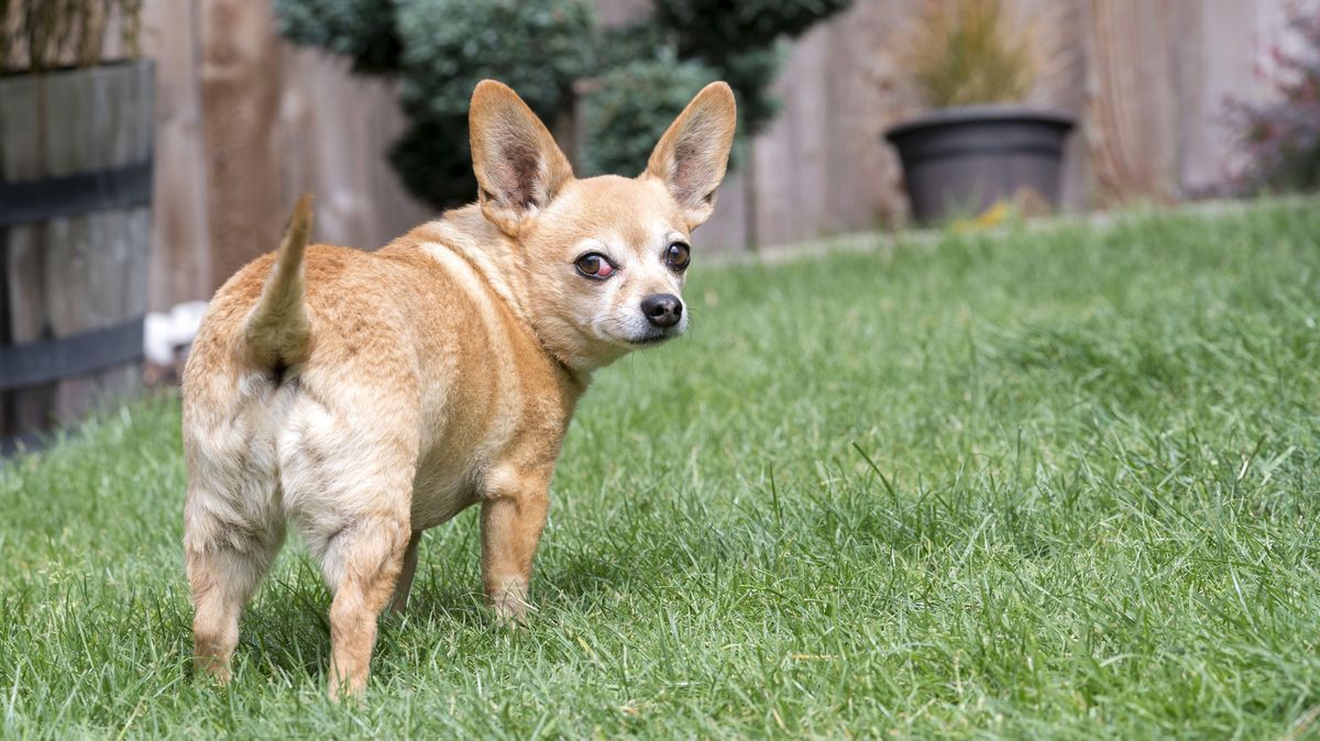 Zatoulaná fenka se po pěti letech našla přes 800 kilometrů daleko